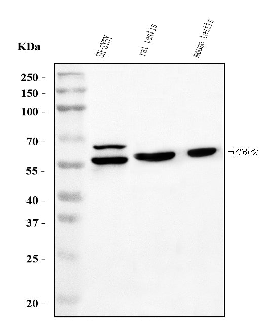 Anti-PTBP2 Picoband® Antibody (monoclonal, 13D11 Boster Bio
