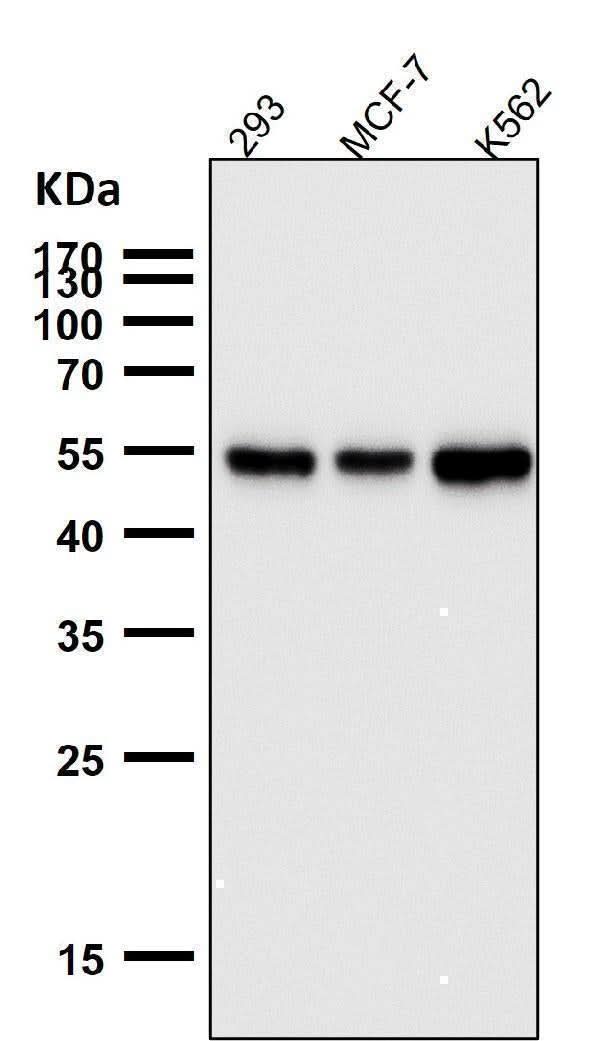 Anti-PTBP2 Rabbit Monoclonal Antibody Boster Bio