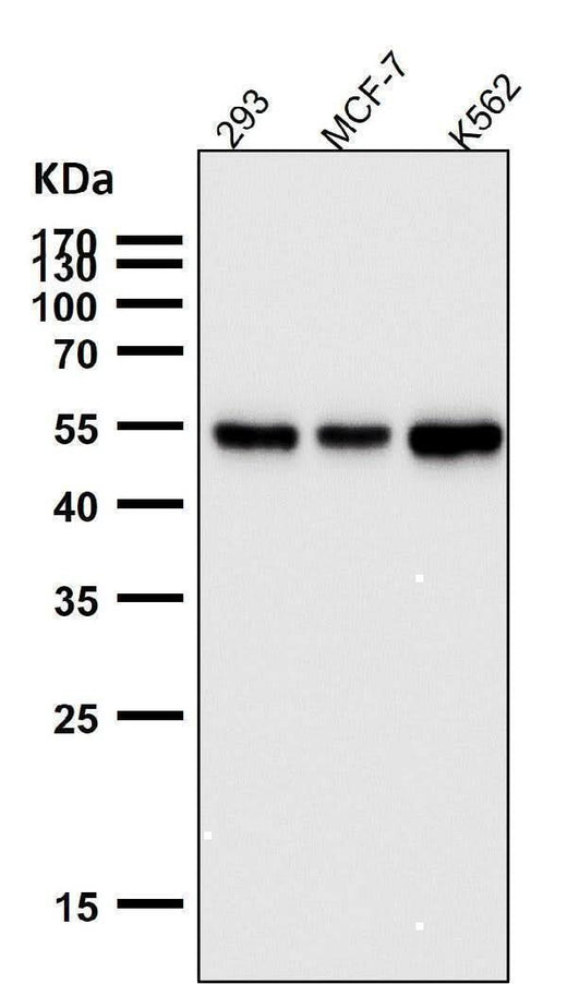 Anti-PTBP2 Rabbit Monoclonal Antibody Boster Bio