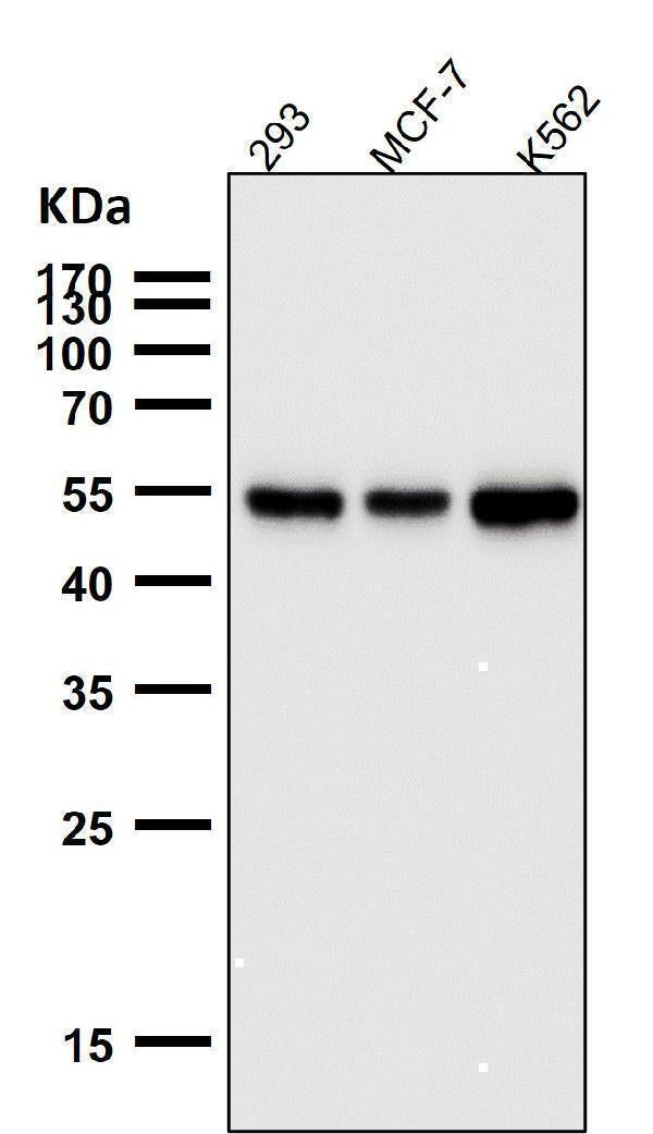 Anti-PTBP2 Rabbit Monoclonal Antibody Boster Bio