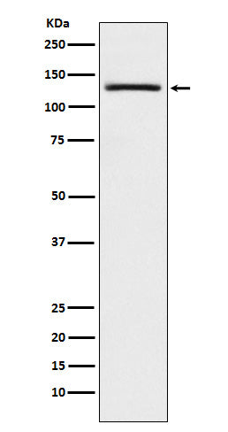 Anti-USP28 Monoclonal Antibody Boster Bio
