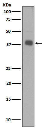 Anti-Synaptophysin SYP Rabbit Monoclonal Antibody Boster Bio