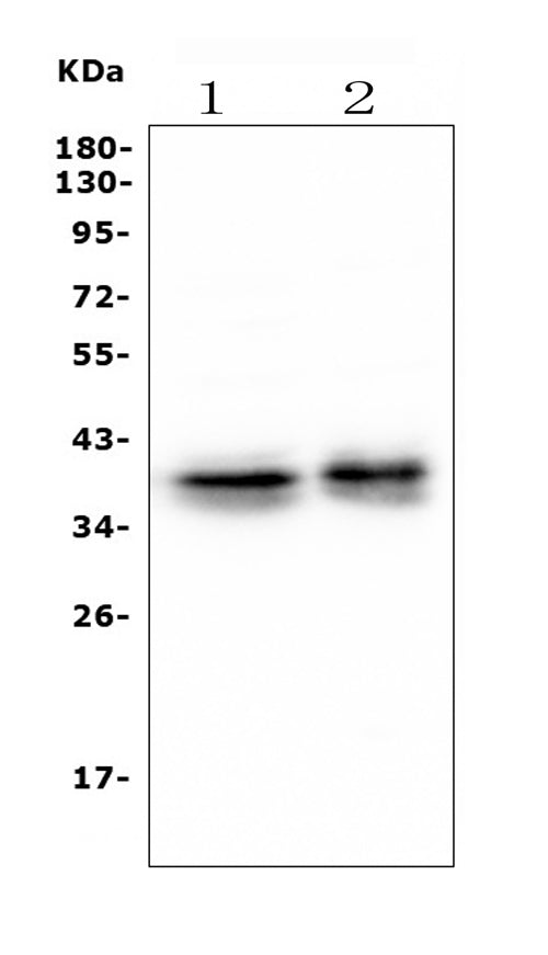 Anti-Musashi 1/Msi1 Antibody Picoband® (monoclonal, 2B9 Boster Bio