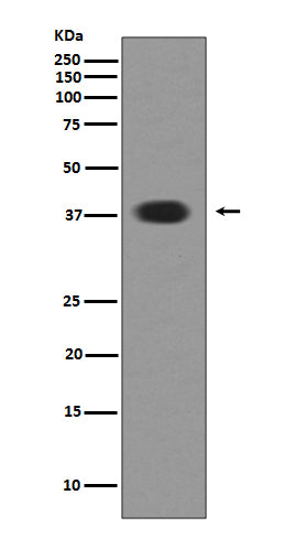 Anti-Musashi 1 MSI1 Rabbit Monoclonal Antibody Boster Bio