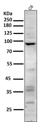 Anti-CD168 HMMR Rabbit Monoclonal Antibody Boster Bio