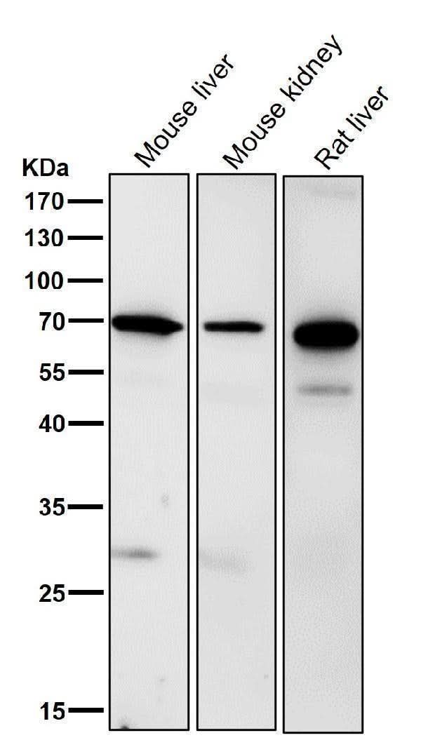 Anti-Ribophorin I Rabbit Monoclonal Antibody Boster Bio