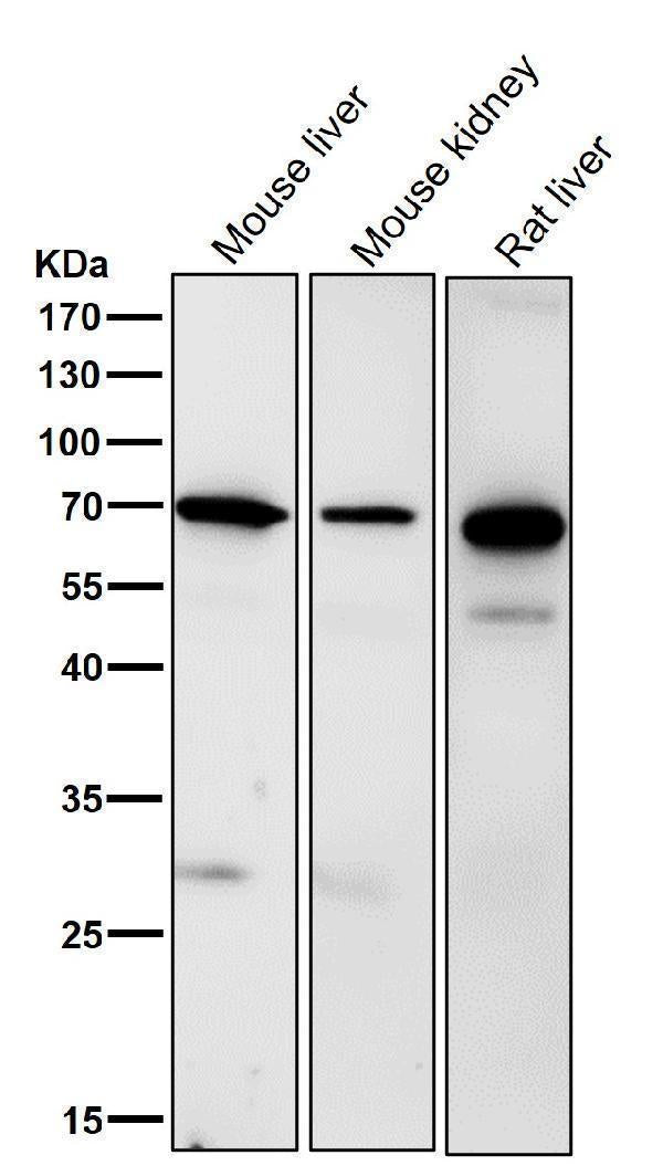 Anti-Ribophorin I Rabbit Monoclonal Antibody Boster Bio