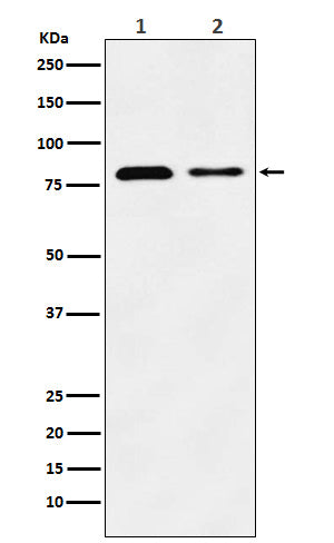 Anti-LIMPII Rabbit Monoclonal Antibody Boster Bio