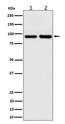 Anti-CSDE1 Rabbit Monoclonal Antibody Boster Bio