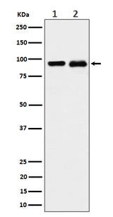 Anti-CSDE1 Rabbit Monoclonal Antibody Boster Bio