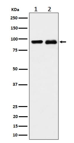 Anti-CSDE1 Rabbit Monoclonal Antibody Boster Bio