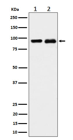 Anti-CSDE1 Rabbit Monoclonal Antibody Boster Bio