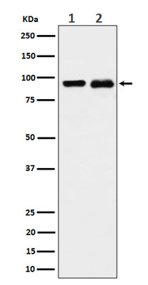 Anti-CSDE1 Rabbit Monoclonal Antibody Boster Bio