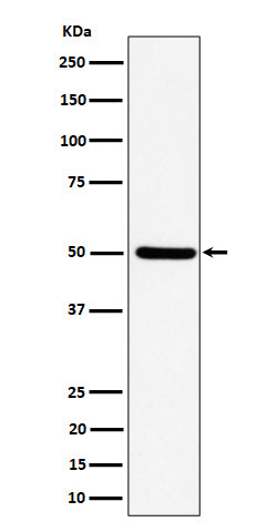 Anti-UBA3 Rabbit Monoclonal Antibody Boster Bio