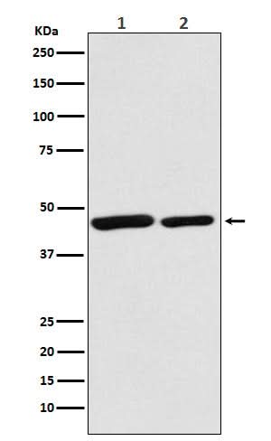 Anti-Citrate synthetase CS Monoclonal Antibody Boster Bio