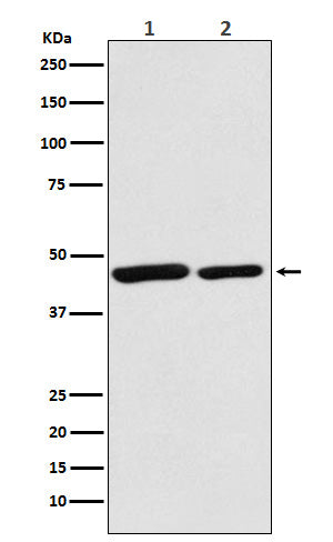 Anti-Citrate synthetase CS Monoclonal Antibody Boster Bio