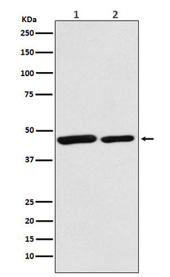 Anti-Citrate synthetase CS Monoclonal Antibody Boster Bio
