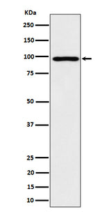 Anti-AKAP 95 Rabbit Monoclonal Antibody Boster Bio