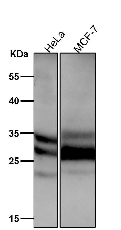 Anti-Caspase-14 Rabbit Monoclonal Antibody Boster Bio