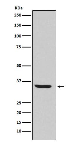 Anti-Endo G Rabbit Monoclonal Antibody Boster Bio