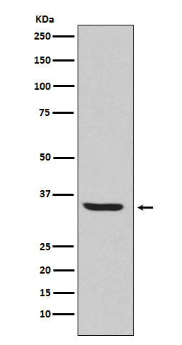 Anti-Endo G Rabbit Monoclonal Antibody Boster Bio