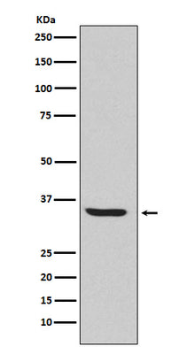 Anti-Endo G Rabbit Monoclonal Antibody Boster Bio