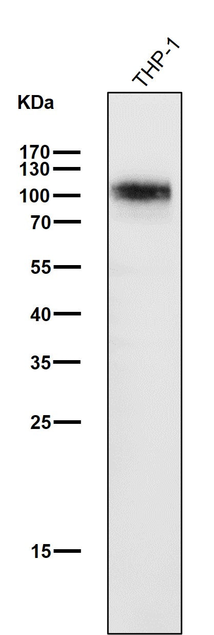 Anti-SIRP alpha Rabbit Monoclonal Antibody Boster Bio