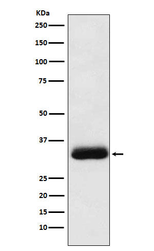 Anti-Alpha SNAP Rabbit Monoclonal Antibody Boster Bio