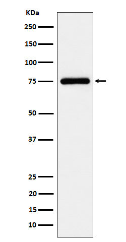 Anti-TUG Rabbit Monoclonal Antibody Boster Bio