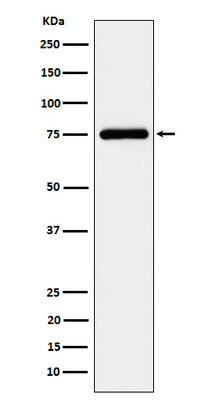 Anti-TUG Rabbit Monoclonal Antibody Boster Bio