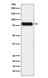 Anti-IGHD Monoclonal Antibody Boster Bio