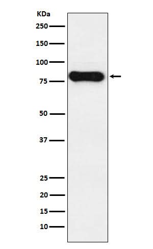 Anti-IGHD Monoclonal Antibody Boster Bio
