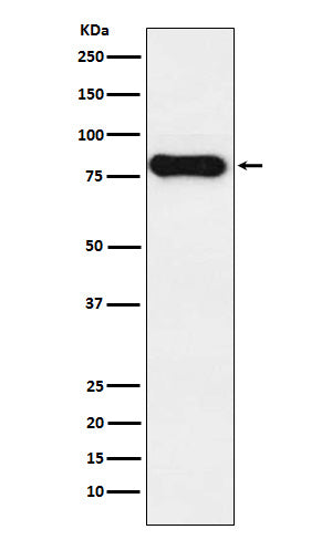 Anti-IGHD Monoclonal Antibody Boster Bio