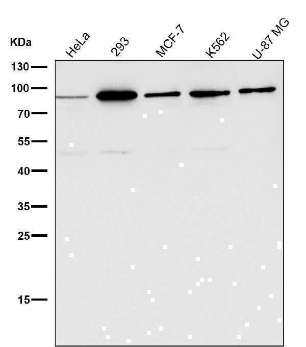Anti-HDAC10 Rabbit Monoclonal Antibody Boster Bio