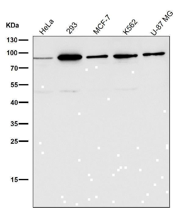 Anti-HDAC10 Rabbit Monoclonal Antibody Boster Bio