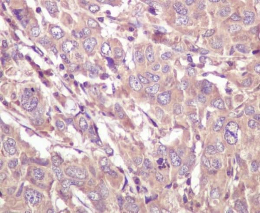 Anti-Caspase 5 CASP5 Rabbit Monoclonal Antibody Boster Bio