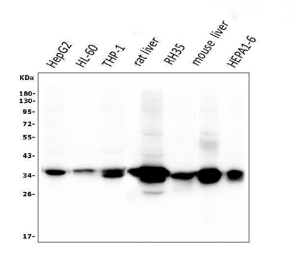 Anti-AKR1D1 Antibody Picoband® (monoclonal, 6I4 Boster Bio