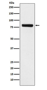 Anti-SEC23 Monoclonal Antibody Boster Bio