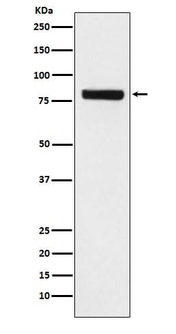 Anti-SEC23 Monoclonal Antibody Boster Bio