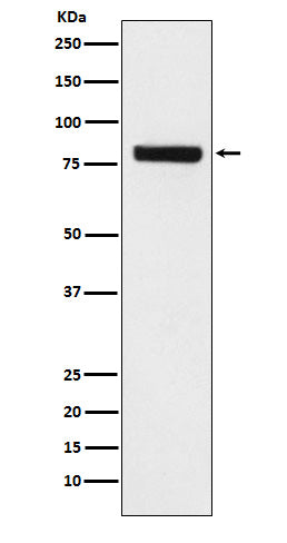 Anti-SEC23 Monoclonal Antibody Boster Bio