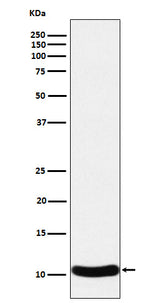 Anti-CCL27 Rabbit Monoclonal Antibody Boster Bio