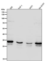 Anti-Syntaxin 4 Rabbit Monoclonal Antibody Boster Bio