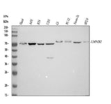 Anti-Lamin B2 Monoclonal Antibody Boster Bio