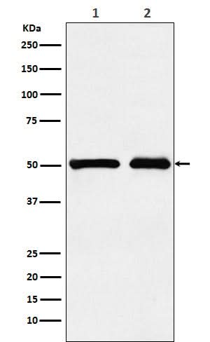 Anti-KMT5A / SETD8 / Pr-SET7 Monoclonal Antibody Boster Bio