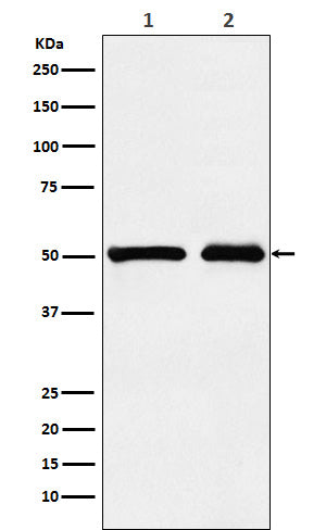 Anti-KMT5A / SETD8 / Pr-SET7 Monoclonal Antibody Boster Bio
