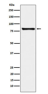 Anti-MARK3 Rabbit Monoclonal Antibody Boster Bio