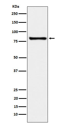 Anti-MARK3 Rabbit Monoclonal Antibody Boster Bio