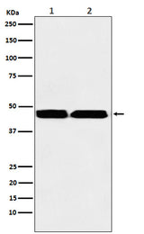 Anti-KMT1B / SUV39H2 Rabbit Monoclonal Antibody Boster Bio
