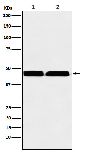 Anti-KMT1B / SUV39H2 Rabbit Monoclonal Antibody Boster Bio