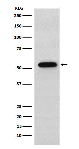 Anti-Syntrophin alpha 1 Rabbit Monoclonal Antibody Boster Bio